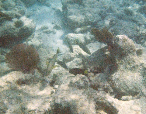 Fishes