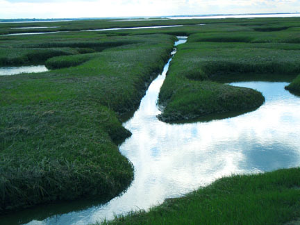 salt marsh